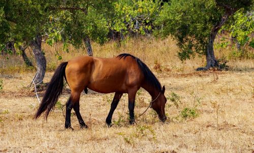 baio horse stallion