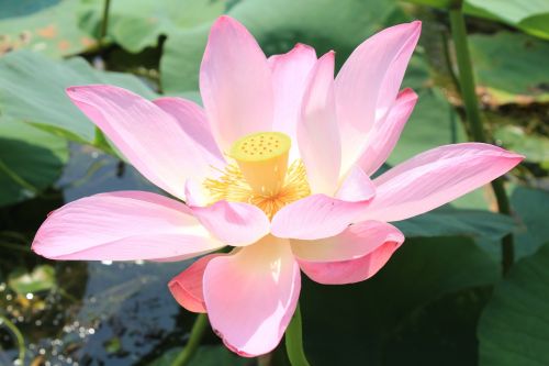 baiyangdian water pond