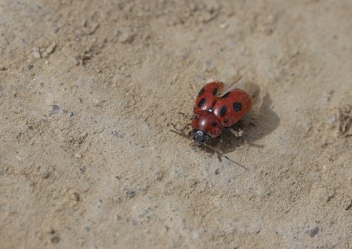 baja  red  insecta