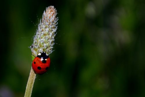 baja insecta grass