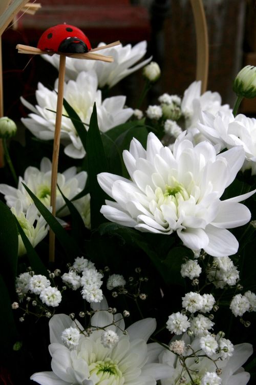 baja flower white