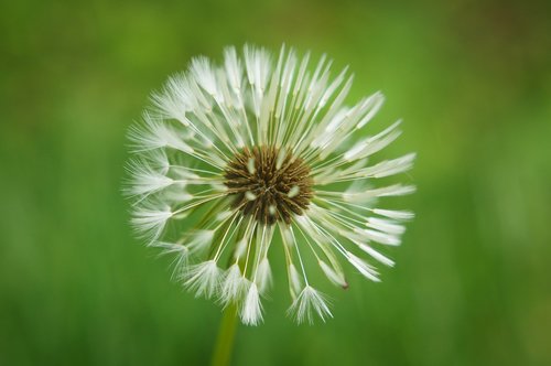 baker  dandelion  spring