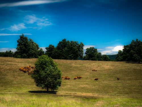 bakony meadow resting cows