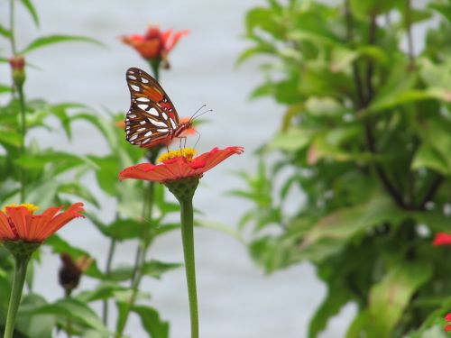 balance butterfly nature