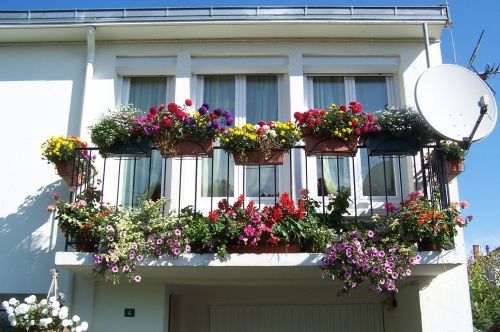 balcony flower summer flowers