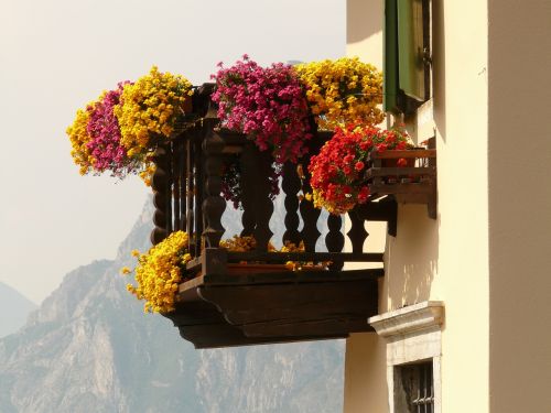 balcony flowers geranium