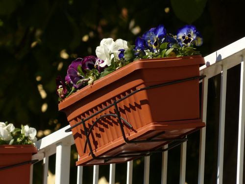 balcony plants flower box pansy