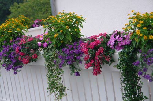 balcony plants flowering plant summer