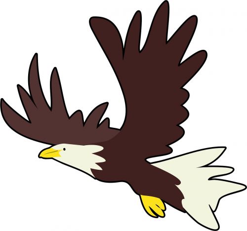bald eagle bird