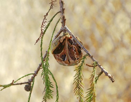 bald cypress seeds branch