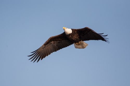 bald eagle soaring bird