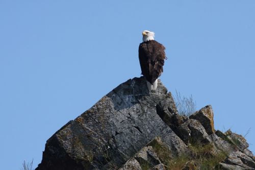 bald eagle perched rocks