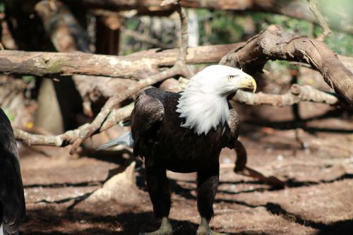 bald eagle america eagle