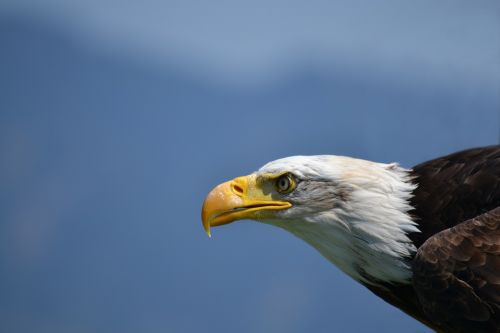 bald eagle white tailed eagle adler
