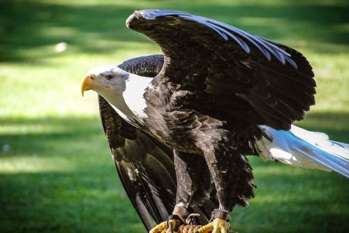 bald eagle tagged wildlife