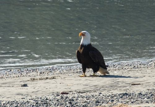 bald eagle beach bird