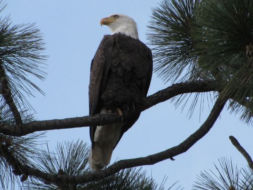 bald eagle tahoe eagle