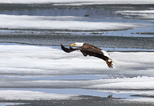 bald eagle taking flight flying
