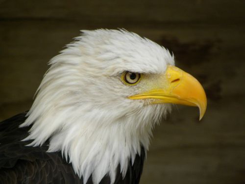 bald eagle eagle bird