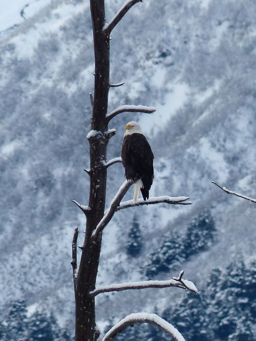 bald eagle bird snow
