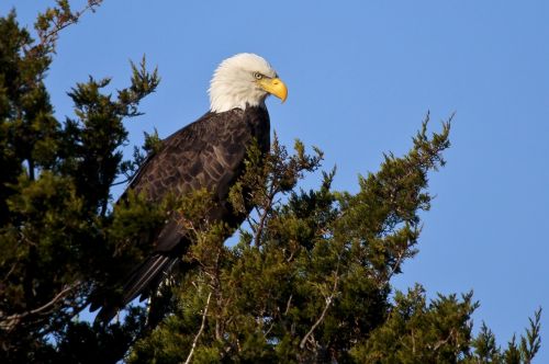 bald eagle perched raptor