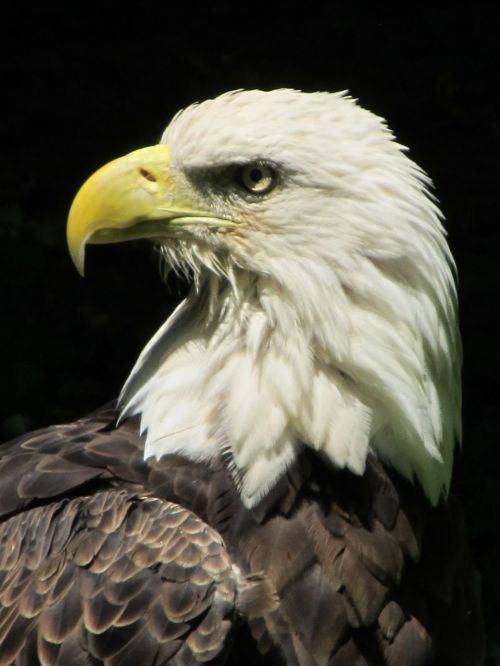 bald eagle close up bird