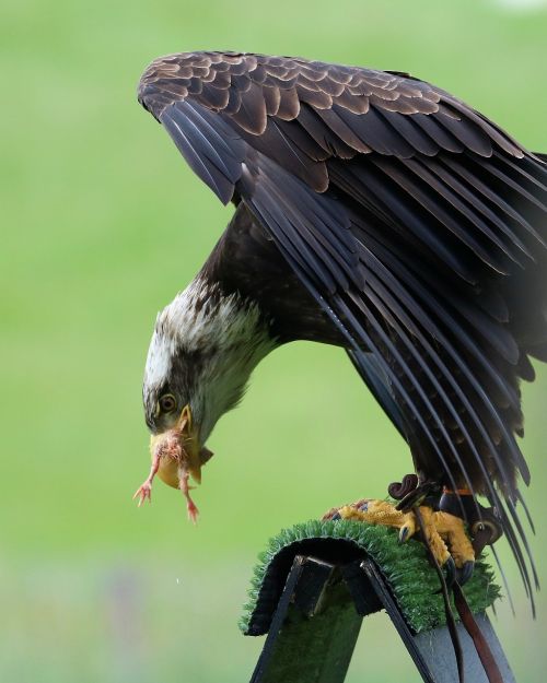 bald eagle eagle bird