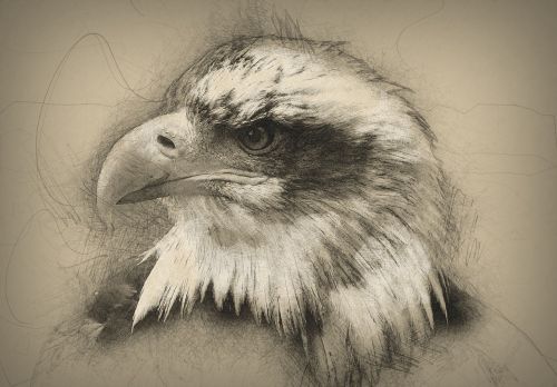 bald eagle hand drawn computer art