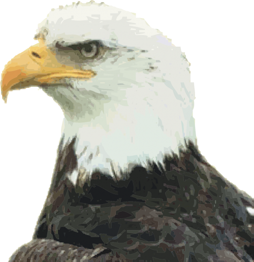 bald eagle eagle bird of jove