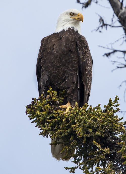 bald eagle perched raptor