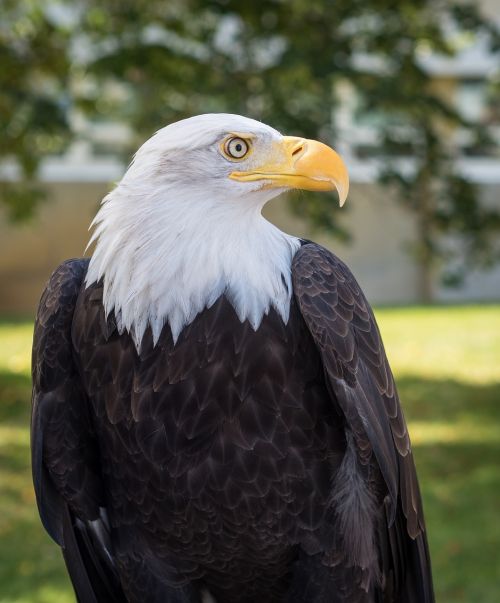 bald eagle close up bird