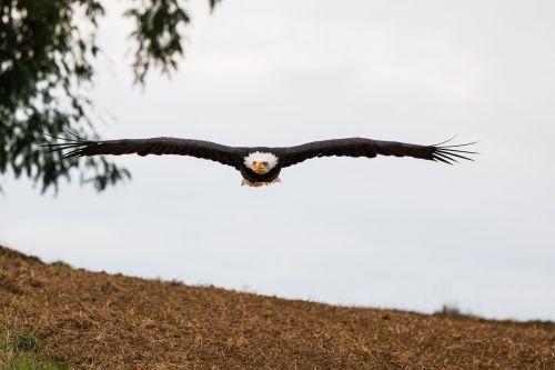 bald eagle fly in flight