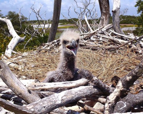 bald eagle chick bird