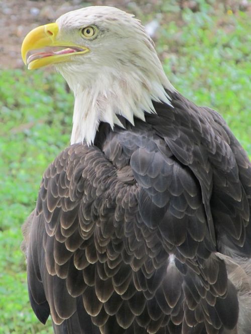 bald eagle eagle raptor