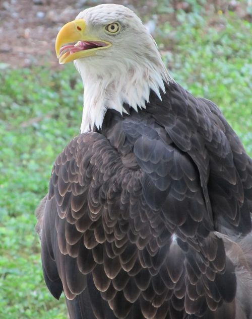 bald eagle eagle raptor