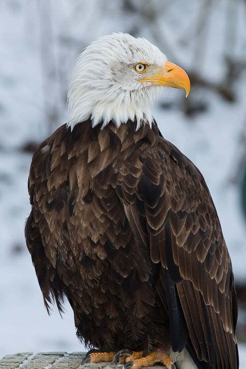 bald eagle adler bird of prey