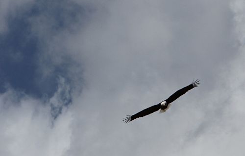 bald eagle flying sky