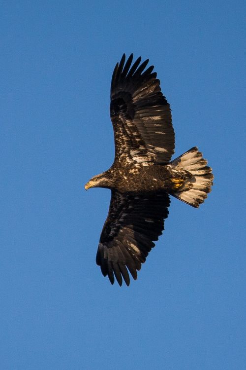 bald eagle immature soaring