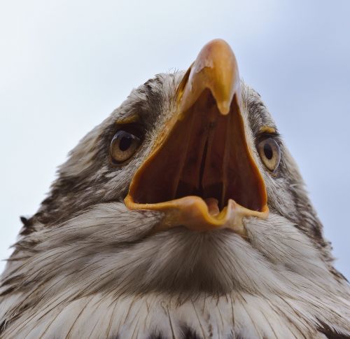 bald-eagle adler bird