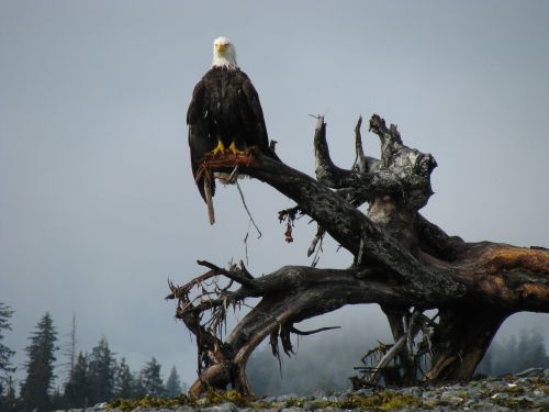 bald eagle alaska bird