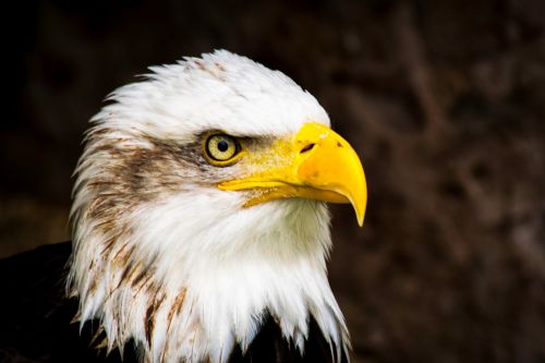 bald eagle bird of prey eagle