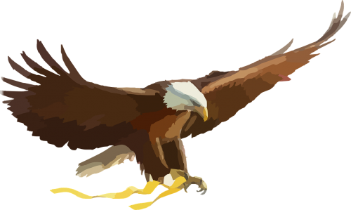 bald eagle eagle bird of prey