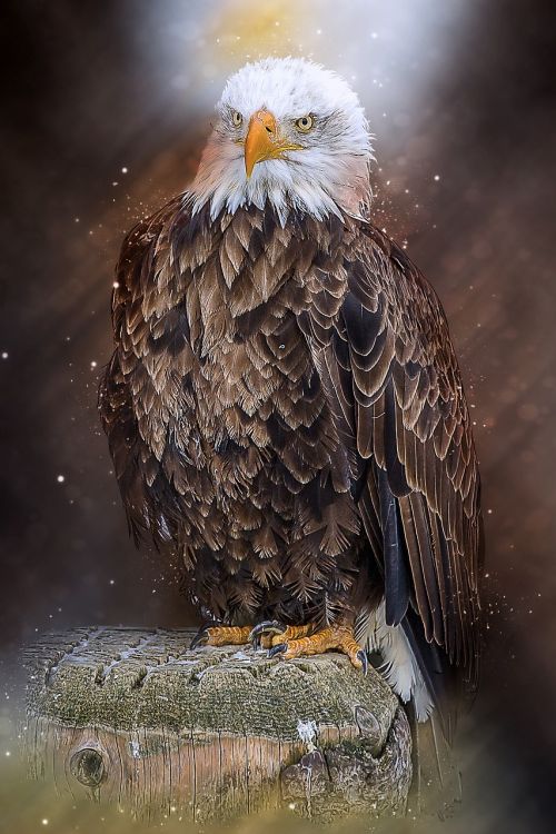 bald eagle bird of prey raptor
