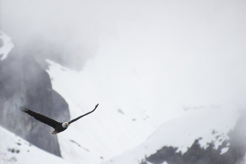 bald eagle  mountains  nature