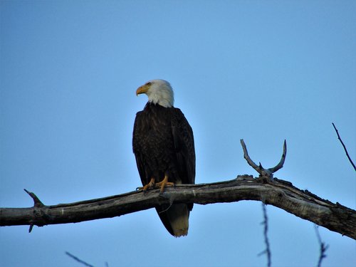 bald eagle  tree  branch