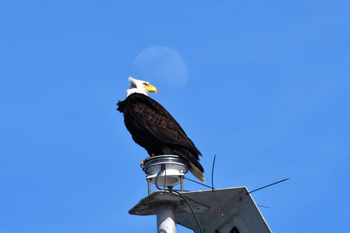 bald eagle  bird  animal