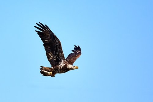 bald eagle  juvenile  soaring