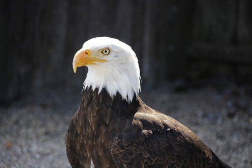 bald eagle  animal  bird