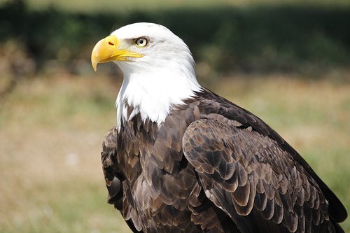bald eagle  adler  raptor