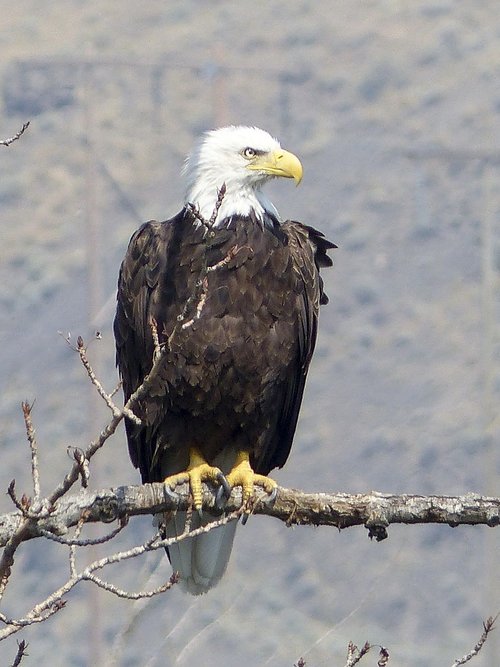 bald eagle  bird  wildlife